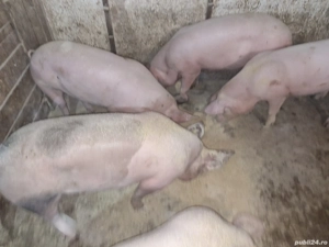 porci de vânzare  - imagine 2