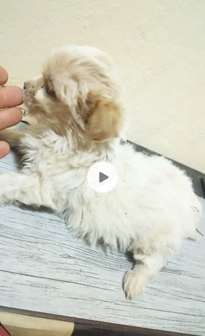 Bichon maltez OFERTA    PREȚ    - imagine 3