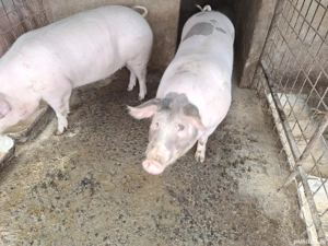 porci de vânzare  - imagine 2