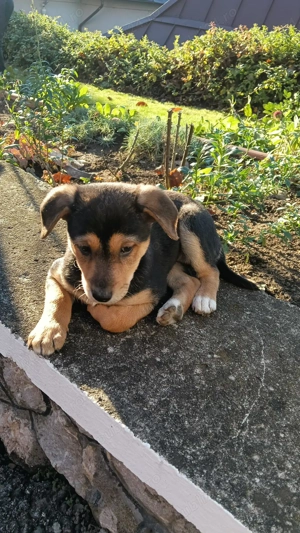 Donez catel de cateva luni - imagine 2