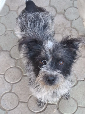 catel si catelusa de 1 an pentru adoptie - imagine 3