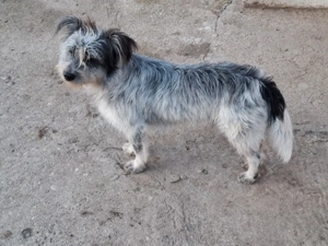 catel si catelusa de 1 an pentru adoptie - imagine 2