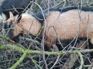 Vand țap alpin francez - imagine 2