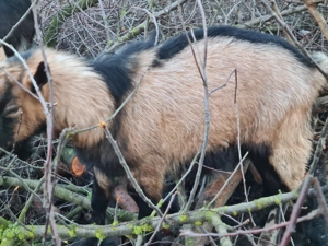 Vand țap alpin francez - imagine 4