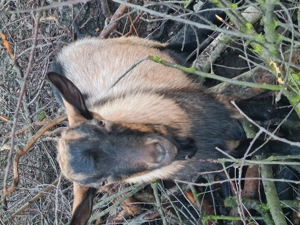 Vand țap alpin francez - imagine 3