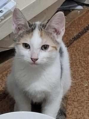 Donez 2 pui de pisica cu mama lor