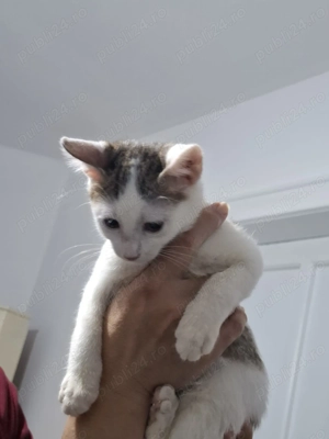 Donez 2 pui de pisica cu mama lor - imagine 2