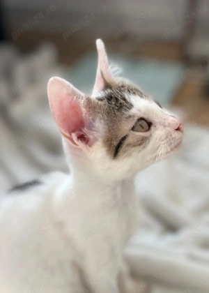 Donez 2 pui de pisica cu mama lor - imagine 5