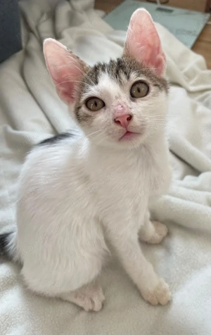 Donez 2 pui de pisica cu mama lor - imagine 3