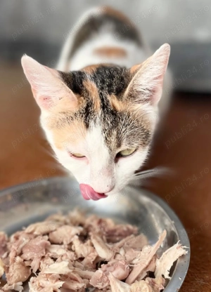 Donez 2 pui de pisica cu mama lor - imagine 4