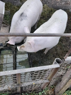 Vand porc bio. 150kg apoximativ.  - imagine 2