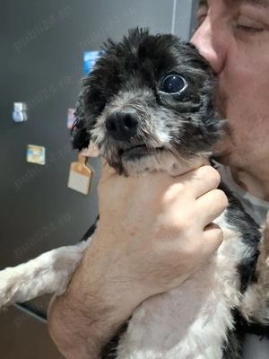 Luna catel talie mica pentru adoptie - imagine 2