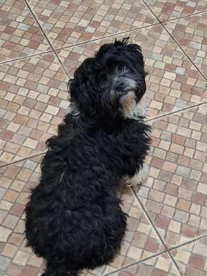 Luna catel talie mica pentru adoptie - imagine 3