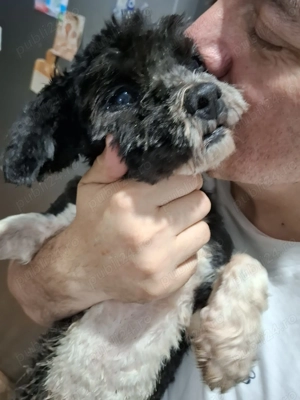 Luna catel talie mica pentru adoptie - imagine 4