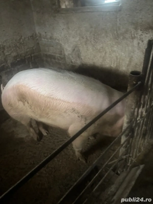 de vanzare - imagine 4