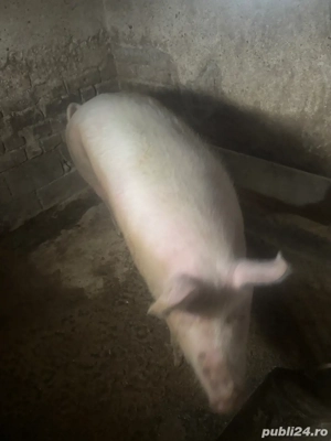 de vanzare - imagine 3