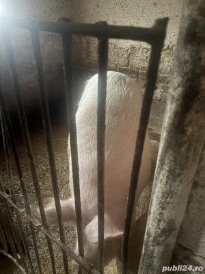 de vanzare - imagine 5