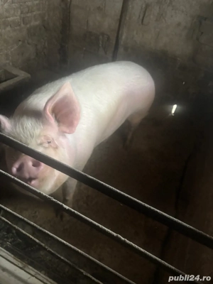 de vanzare - imagine 2