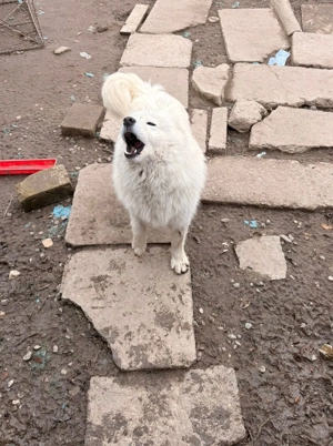Vând pui de samoyed polar - imagine 5