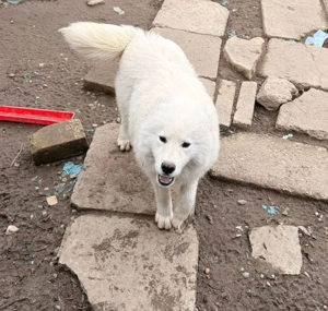 Vând pui de samoyed polar - imagine 3