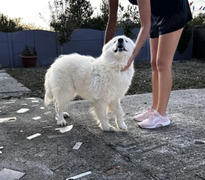 Vând fetițe Samoyed polar 