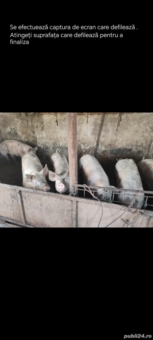 vând porc  - imagine 2