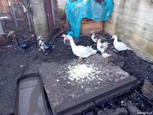 vind 6 rațe și 2 ratoi toate tinene de anul ăsta 