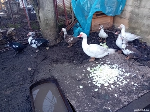 vind 6 rațe și 2 ratoi toate tinene de anul ăsta  - imagine 2