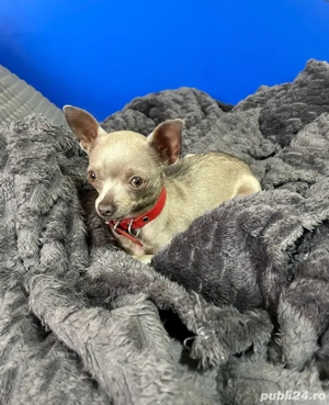 Chihuahua Mini toy - imagine 4
