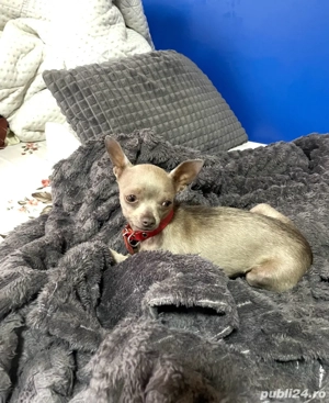 Chihuahua Mini toy - imagine 3
