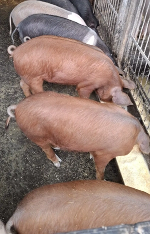 Vand purcei Bazna cu Duroc, 5 luni, castrati, deparazitati - imagine 3