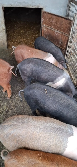 Vand purcei Bazna cu Duroc, 5 luni, castrati, deparazitati - imagine 2