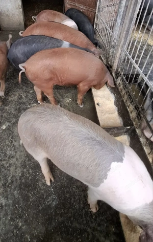 Vand purcei Bazna cu Duroc, 5 luni, castrati, deparazitati
