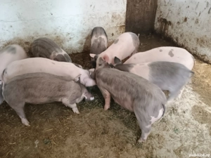 purcei de vânzare  - imagine 2