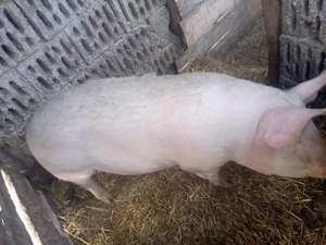 De vanzare scroafa afata prima fatare - imagine 2