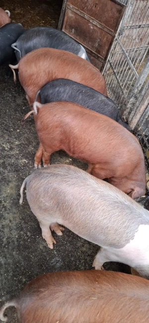 Vand purcei Bazna cu Duroc, 5 luni, castrati, deparazitati - imagine 5