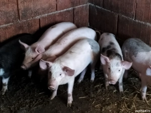 Purcei de carne - imagine 2