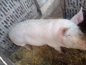 De vanzare scroafa afata prima fatare - imagine 3