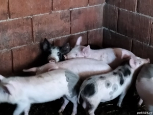 Purcei de carne - imagine 3