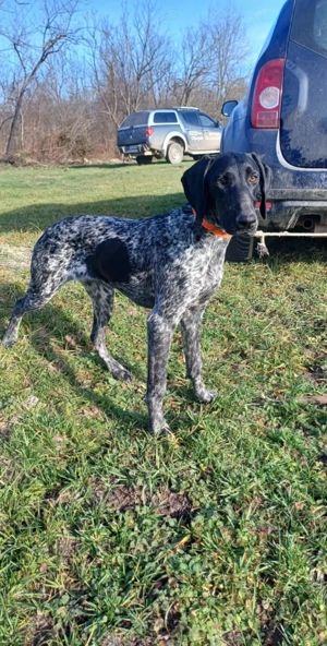 Vând femela brac german 7luni  - imagine 2