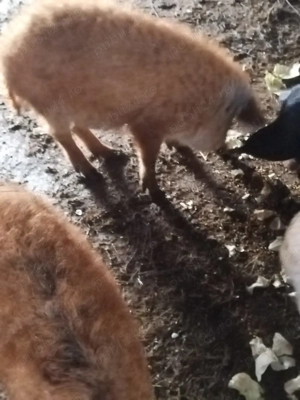 Vând purcei mangalita 