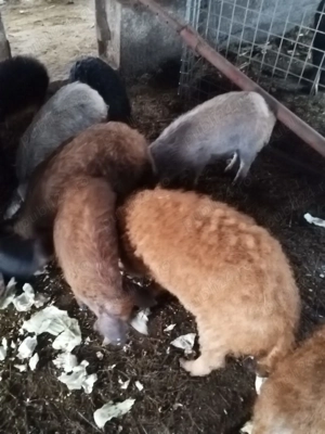 Vând purcei mangalita 