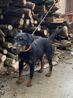 Vând femela jagdterrier 2ani  - imagine 5