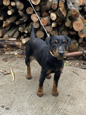 Vând femela jagdterrier 2ani 