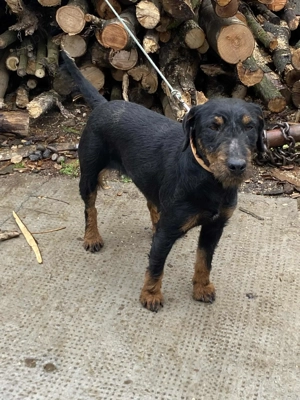 Vând femela jagdterrier 2ani  - imagine 3