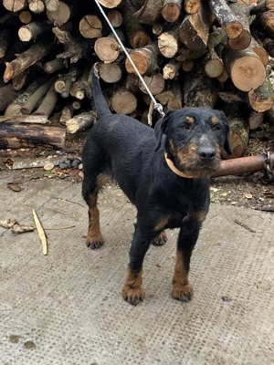 Vând femela jagdterrier 2ani  - imagine 2