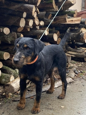 Vând femela jagdterrier 2ani  - imagine 7