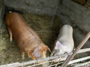 vand porc  - imagine 4