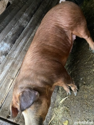 vand porc  - imagine 5