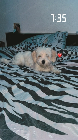 Vând bichon de 6 luni